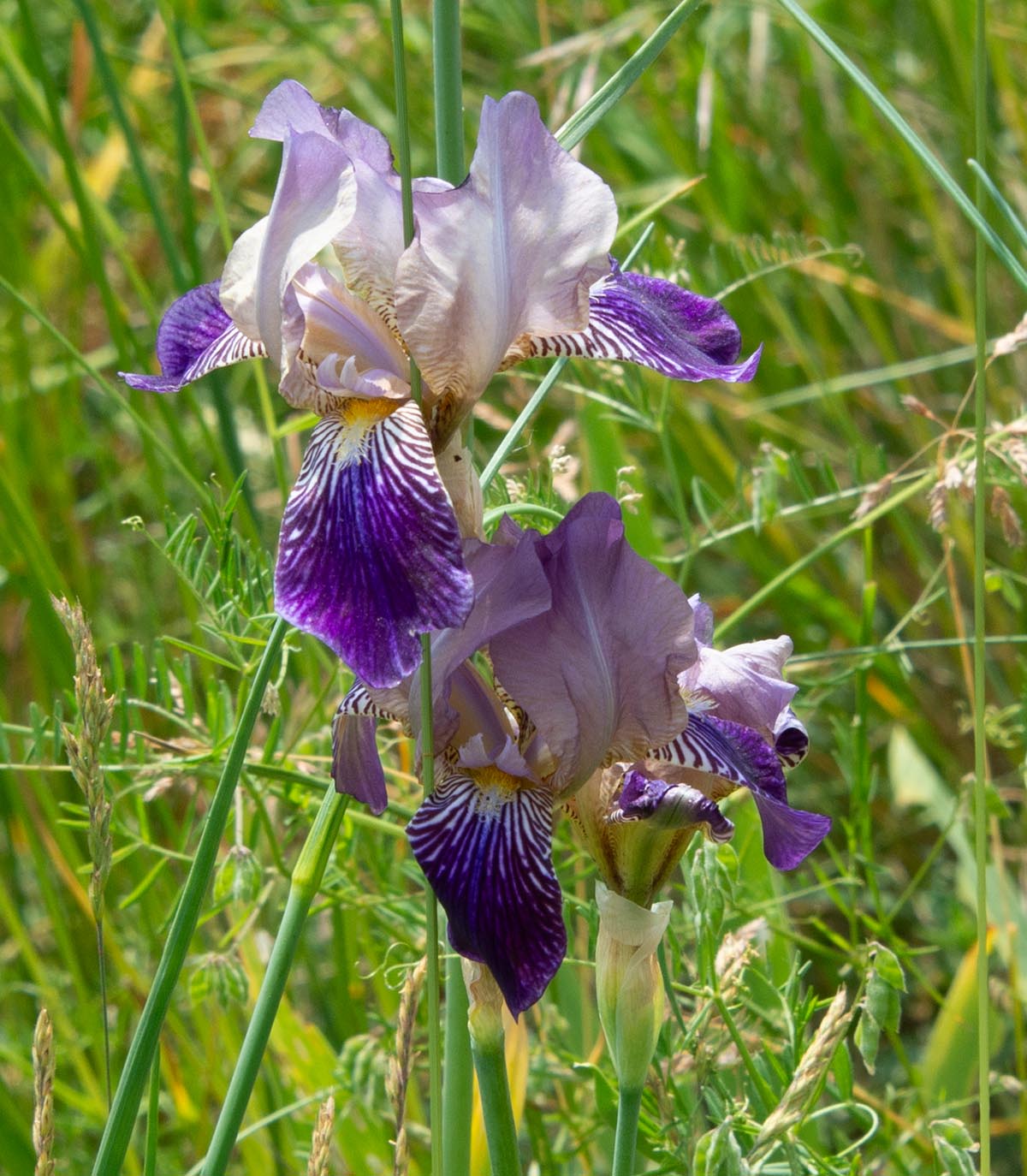 Blüten